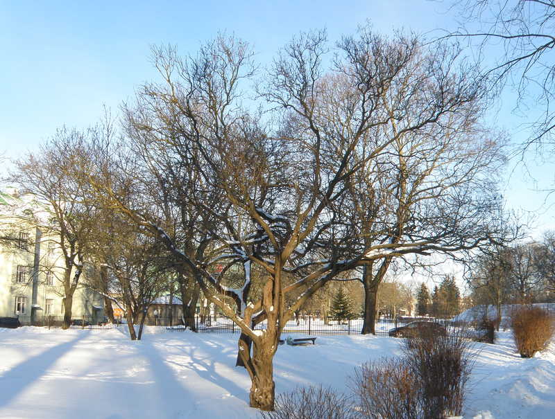 Дерево в парке 