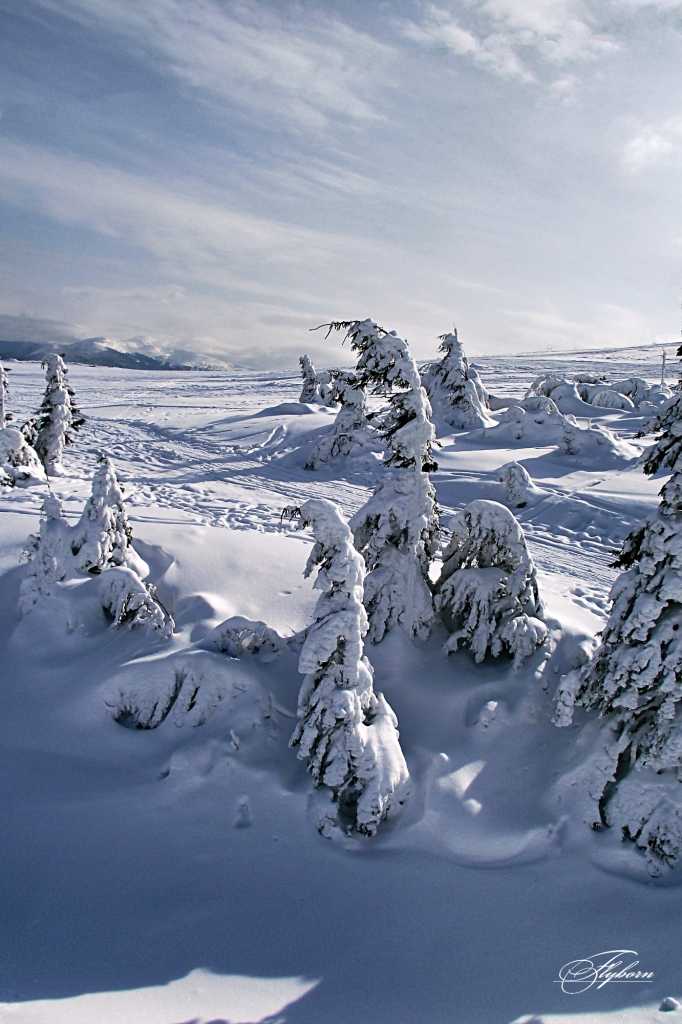 Ледяные ели горы пейзаж Карпаты лыжи сноуборд горнолыжный