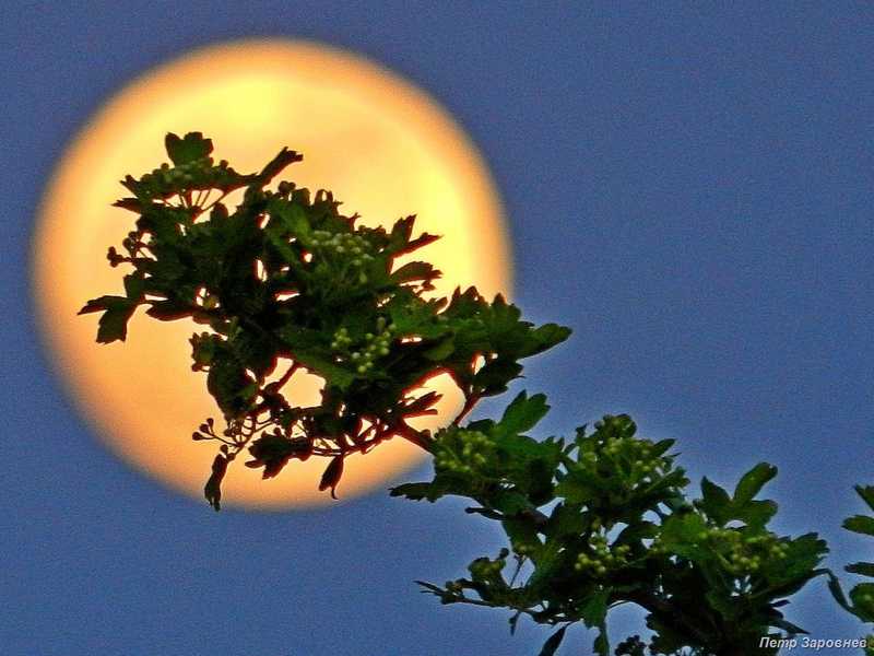 Полнолуние Луна восход