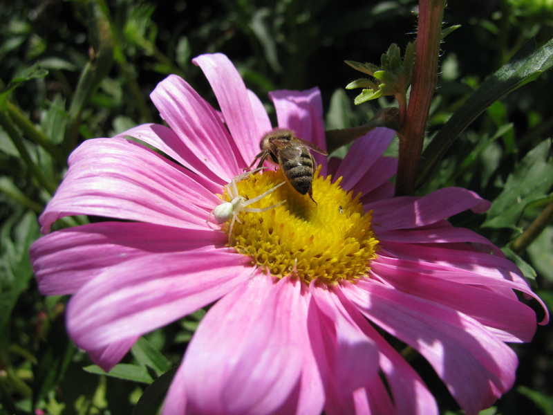 Фото выходного дня макро пчела цветы мох пауки насекомые