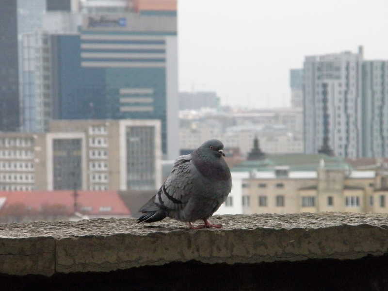 птица и город 