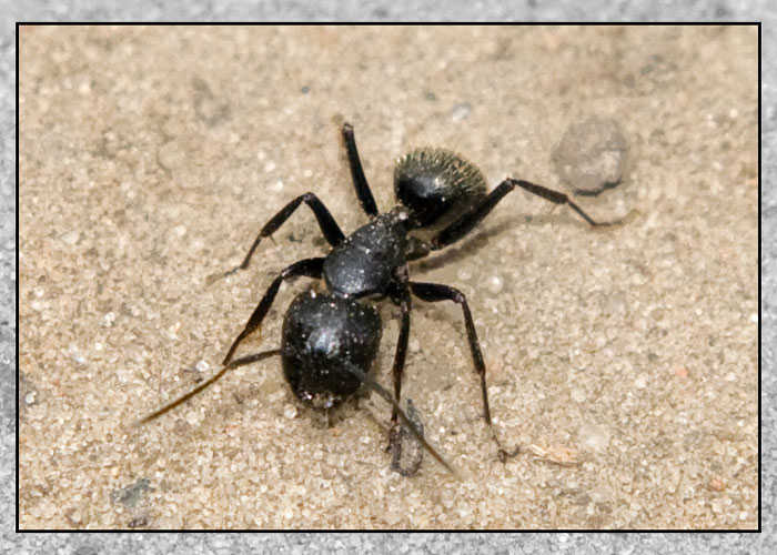 Муравей муравей