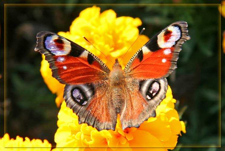 Бабочка- красота природы бабочка