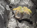 Ето Кримская сосна. Ростет в гористой местности, в том числе на камнях, где вроде бы не долнно ничего рости, поскольку там практически нету грунта. Часто можно увидеть как такие сосны ростут на практически отвесных скалах.