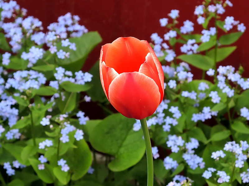 Хочется такой красоты... весна тюльпаны
