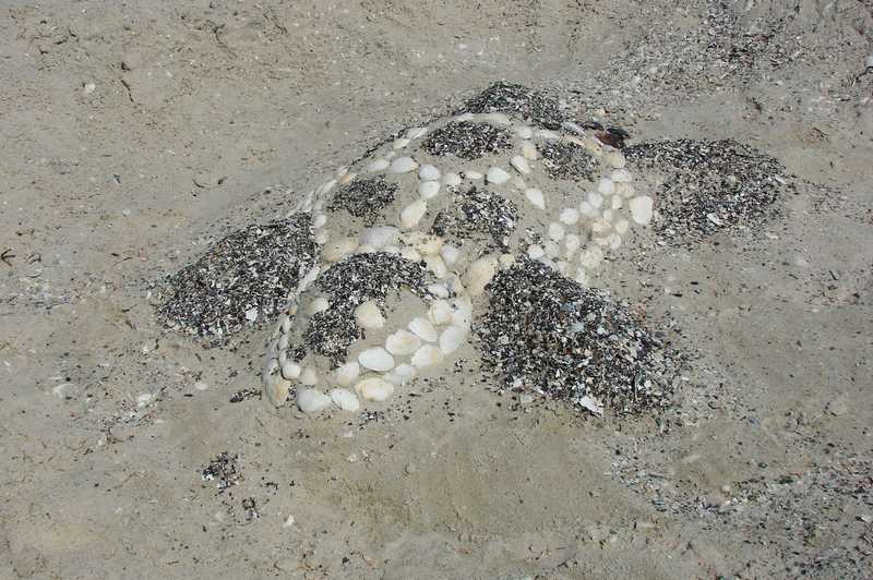 песочная черепашка песок  море  черепашка