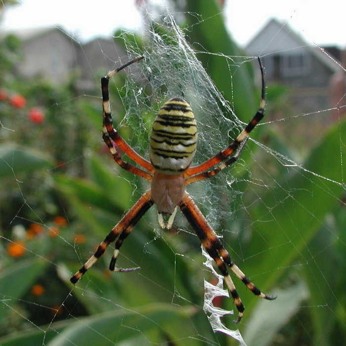 Билайновский паук  паук