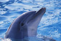 Дельфин - друг человека в море