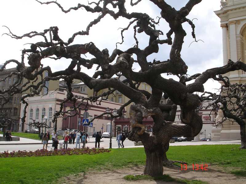 дерево дерево
