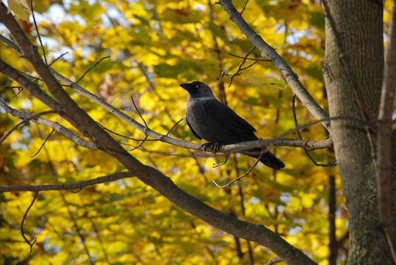 Осенняя ворона осень  ворона