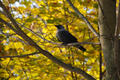 Осенняя ворона