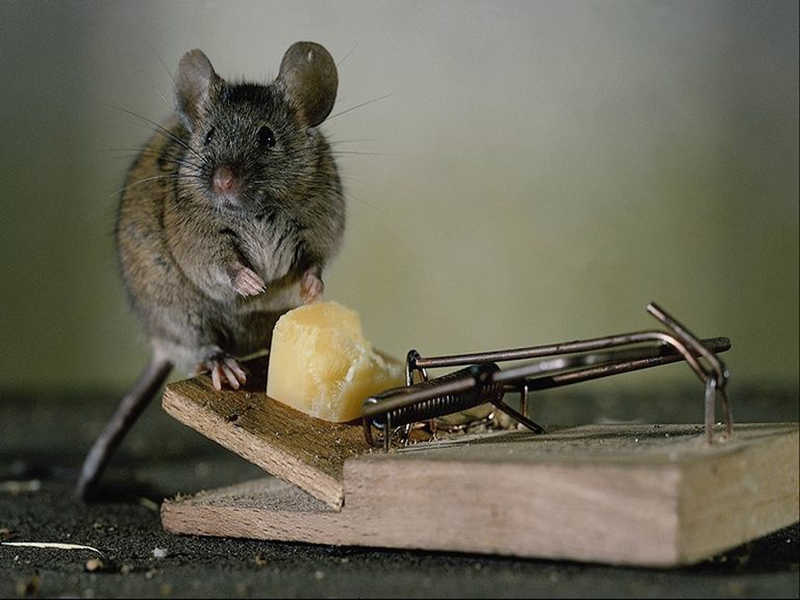 Мышь в мышеловке мышь  мышеловка