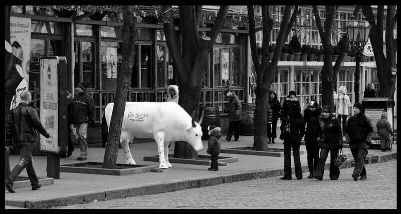 Корова город  жанр  черно-белая