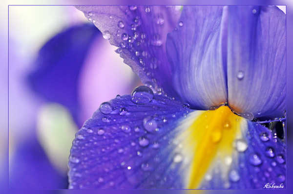 все фиолетово Капля  цветок  вода  отражение