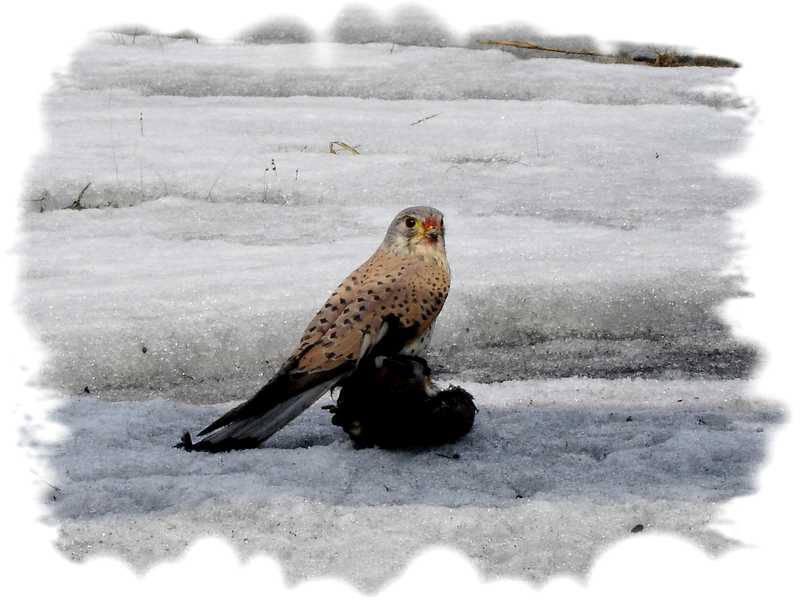 Маленький охотник смерть голубя