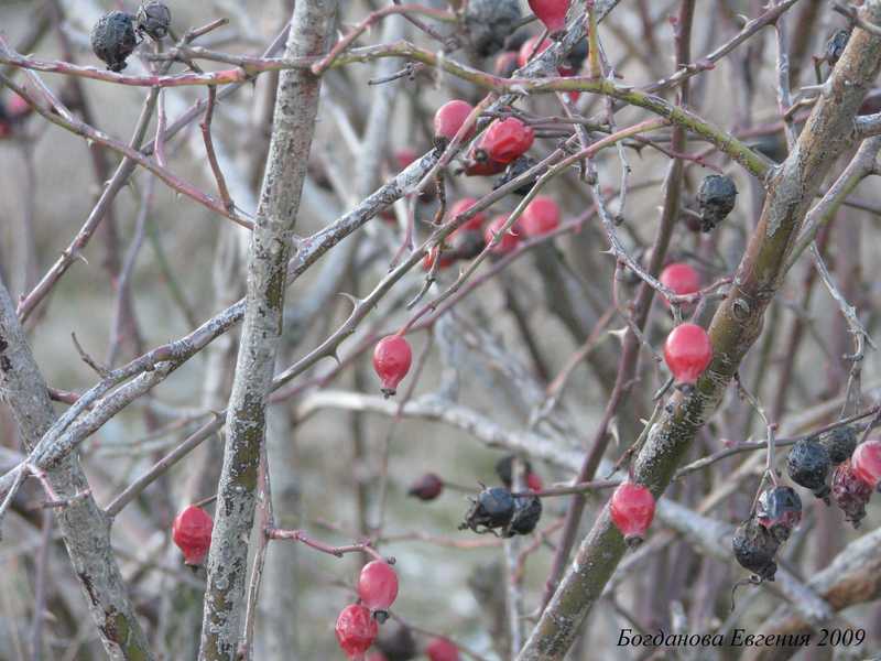 шишки зима ягоды