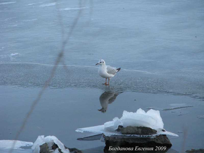 чайка чака лед