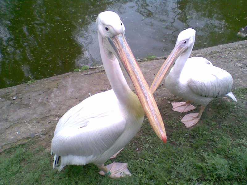 пеликаны пеликаны