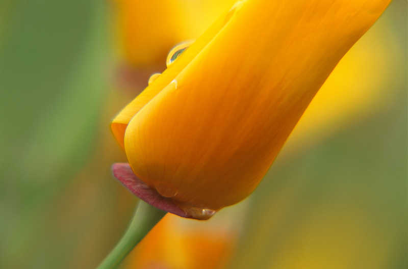 Тюльпан флора  цветок  тюльпан  макро