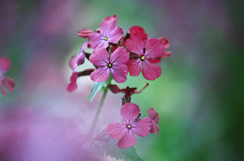 Цветок флора  цветок  макро