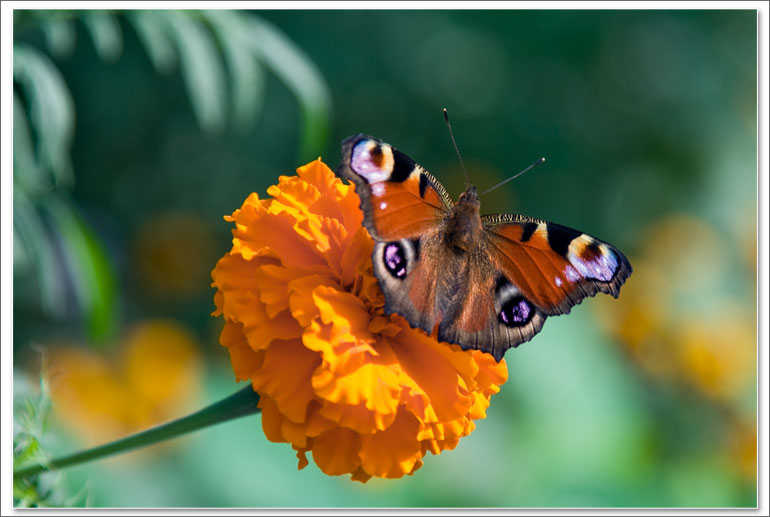 Бабочка бабочка  цветок