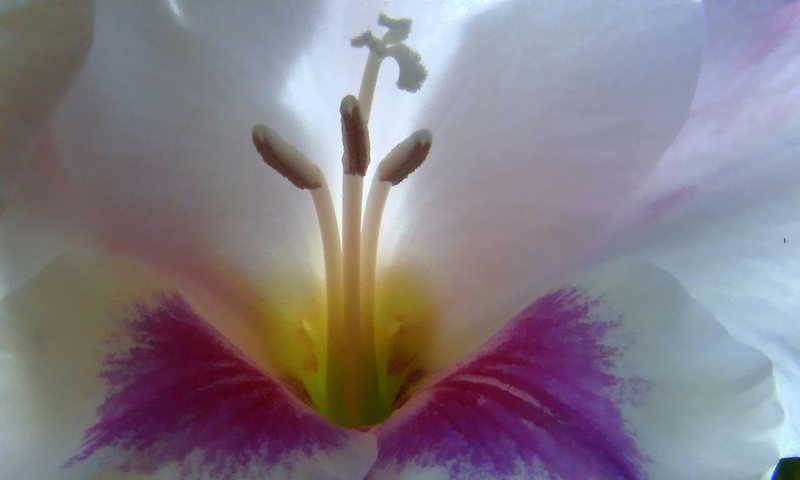 Макромир флора цветок макро