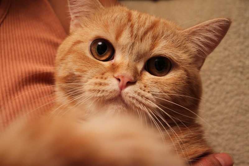 Сима Британская короткошерстная кошка