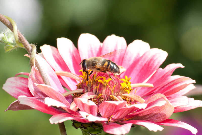 Лето на излете. трутень  пчела  макро