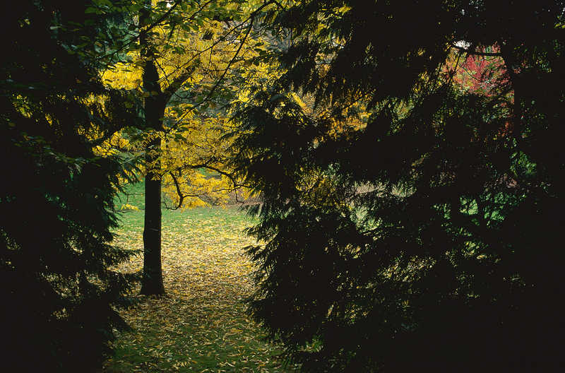 Осенний лес флора  природа  лес  осень