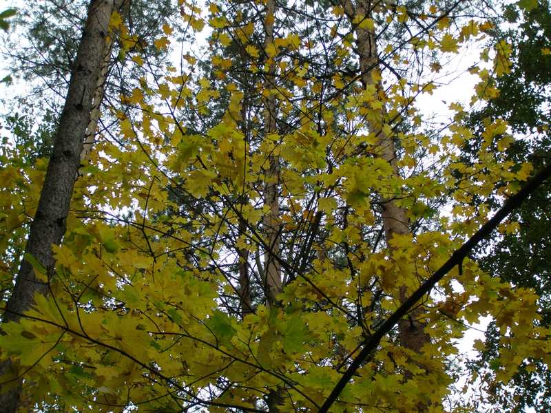 Осень Осень лес природа 