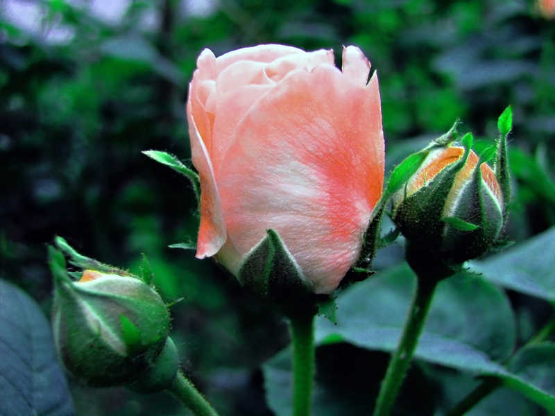 Роза лето цветы