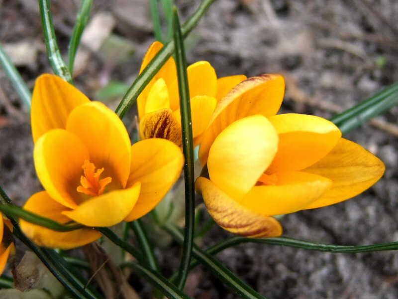 Крокусы весна цветы природа