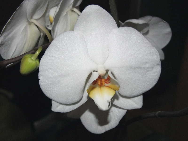 Орхидея весна цветы природа