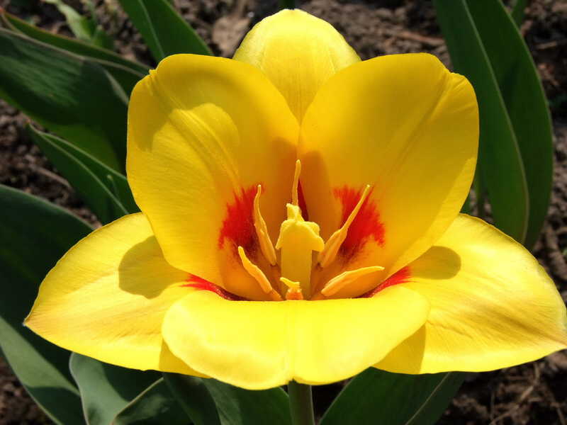 Желтый тюльпан весна цветы природа