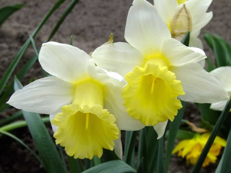 Нарциссы весна цветы природа
