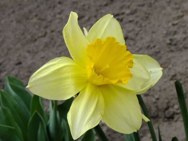 Нарциссы весна цветы природа