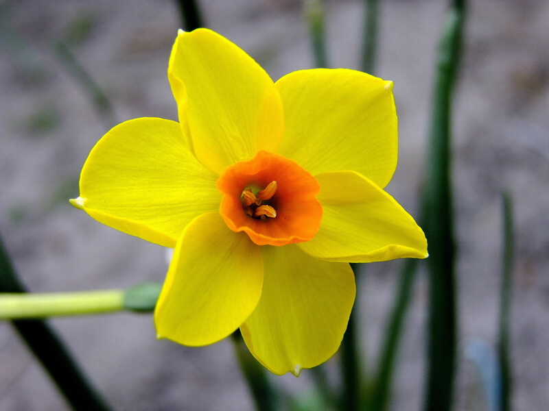 Нарцисс весна цветы природа