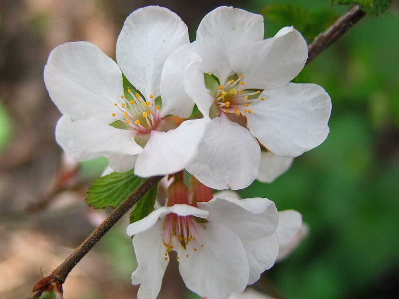 Цветение китайской вишни весна цветы природа