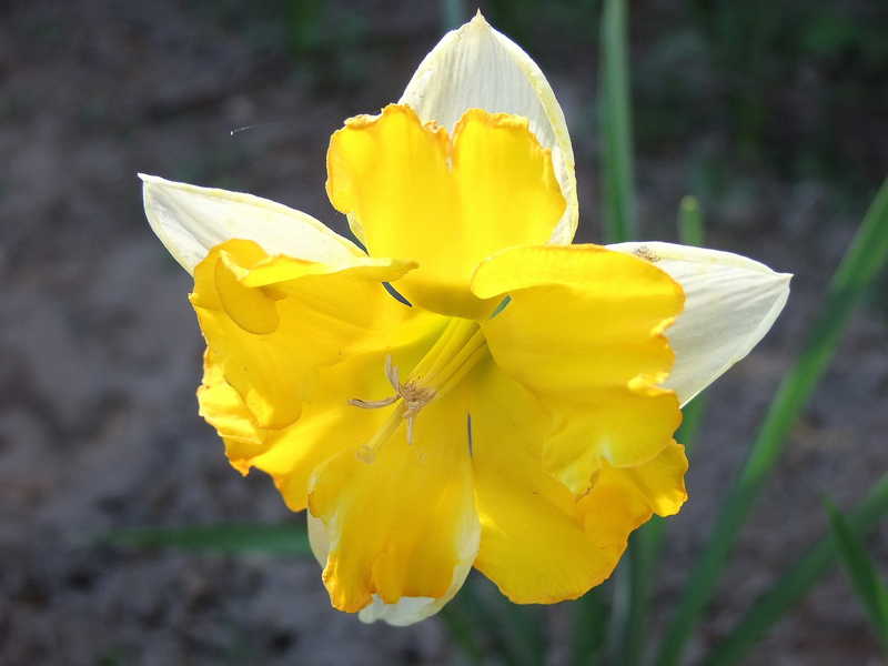 Нарцисс весна цветы природа