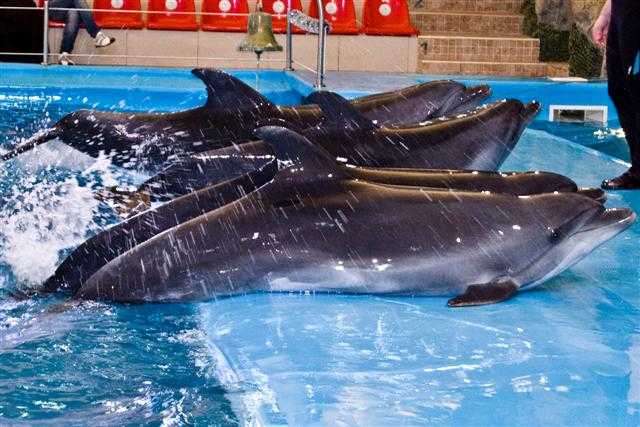 Дельфины дельфины