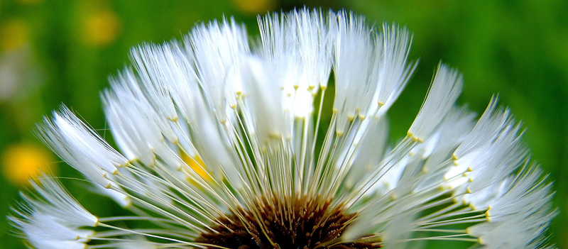 Веер одуванчика... весна цветы природа