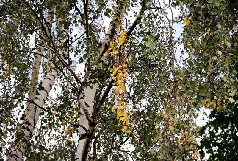 Осенняя проседь... осень природа листья