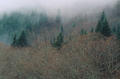 Туман спускаеться на лес
