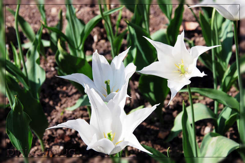 Тюльпаны белые Цветы  тюльпаны