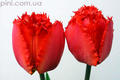 красные резные тюльпаны