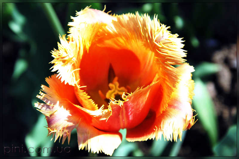 красный бахромчатый тюльпан цветы  тульпаны  красные