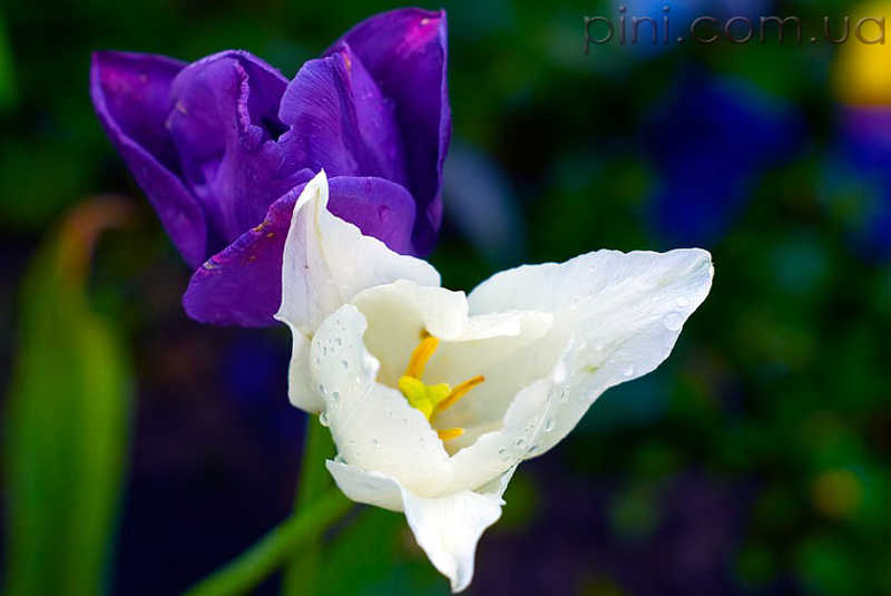белый и фиолетовый тюльпан Цветы  тюльпаны