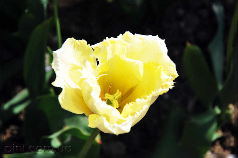 желтый тюльпан с бахромой Цветы  тюльпаны