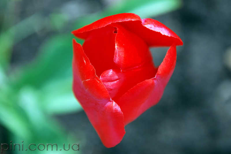 красный тюльпан Цветы  тюльпан
