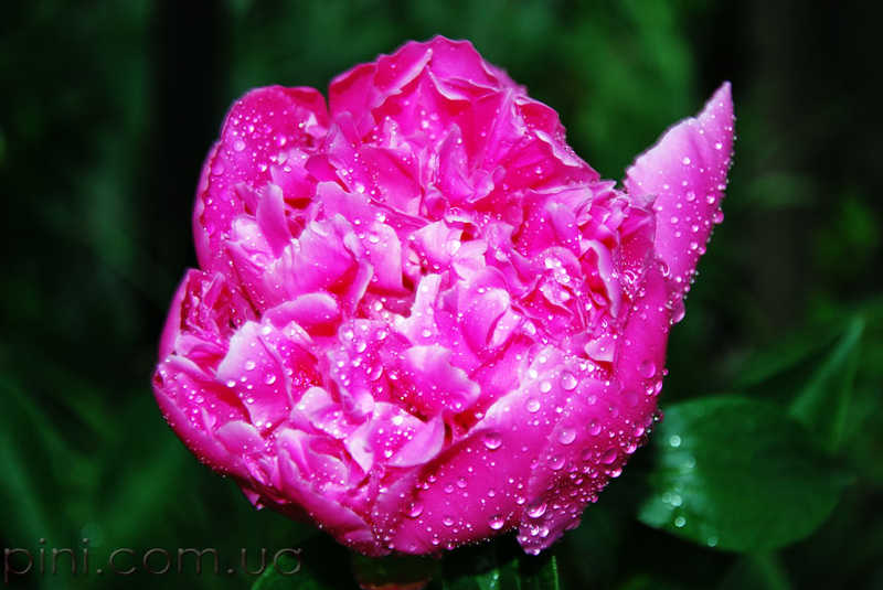 Пион розовый Цветы  пион